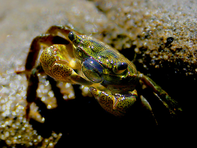 Bubble Blowing Crab