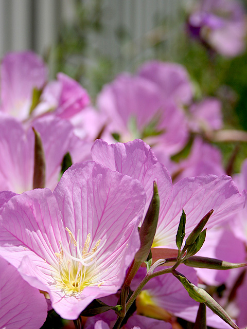 Mexican Primrose (Oenothera)