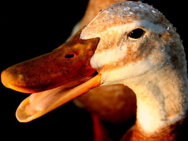 Duck #1