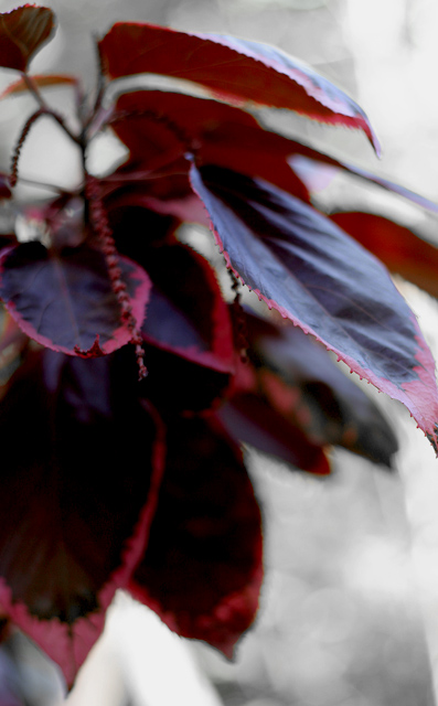 Red Leaves