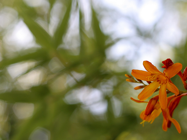 Orange Splash