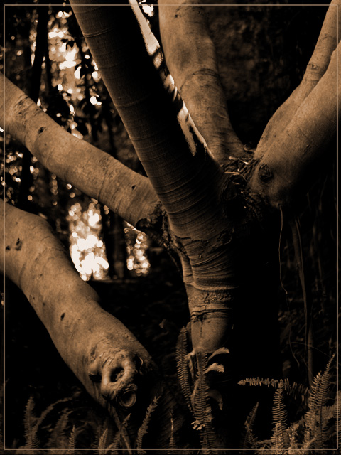 The Dark Path