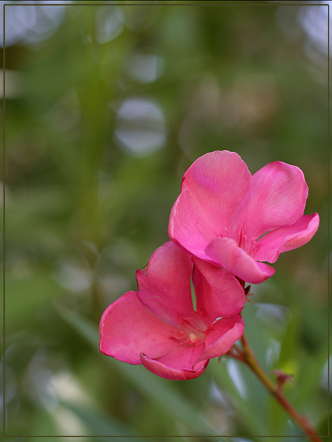 Pink Beauty