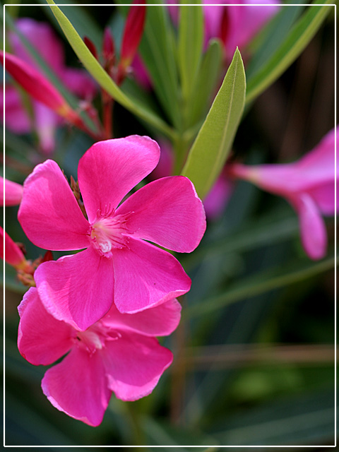 Pink Beauty 2