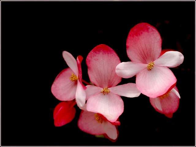 Orchid Threesome