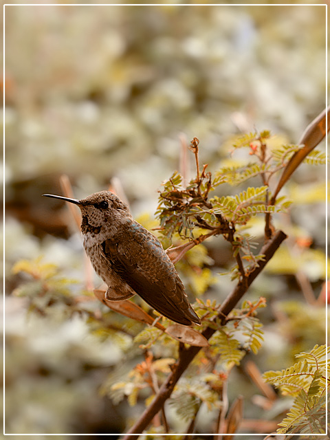 Hummingbird at Rest