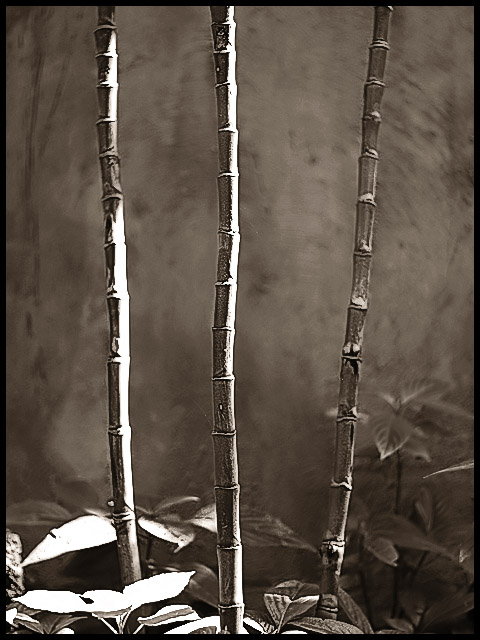 Three Bamboo
