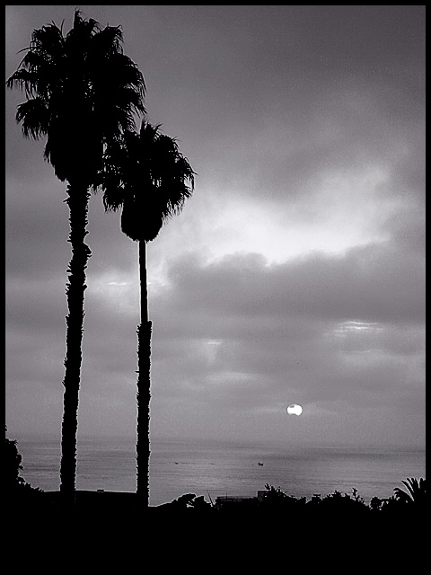Palm Sunset