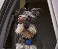 Waldo wearing his Doggles