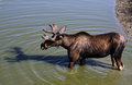 Moose shadows 01