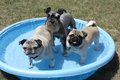 Beanie, Waldo, Sherman cooling off