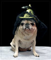 Beanie in her Witch hat