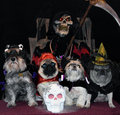 Halloween 2013
