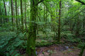 Ballysaggartmore Forest_5733