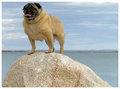 The lookout Pug