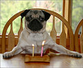 Birthday Pug