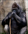 MY Stick