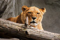 Lioness
