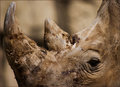 Textures of Rhino
