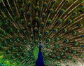 Full Fan