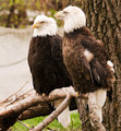 Feathered friends