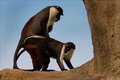 Monkey Business_edit