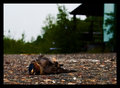 IMG_0071DeadBirdWEB.jpg