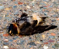 IMG_0069DeadBirdWEB.jpg