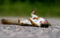 Dead Squirrel