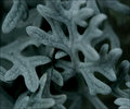 Dusty Miller macro