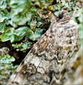 Wood Moth in Camo
