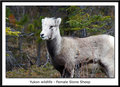 British Columbia - Female StoneSheep