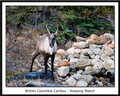 British Columbia Caribou - Keeping Watch