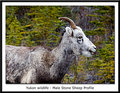 Yukon wildlife - Male Stone Sheep in Profile