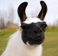 WEB_0022llama.jpg