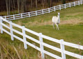 llama lines