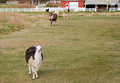 Alaskan Llama Farm