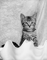 B/W Venus