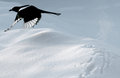 Magpie