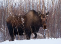 snow_removal_moose_web.jpg