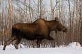 trail_blazing_moose_web.jpg