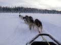 my first time mushing :)