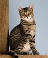 Venus @ 7 months