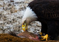 Eagle 001