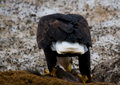 Eagle 003