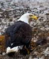Eagle 004