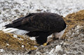 Eagle 006