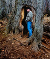Evans Tree