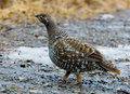 grouse