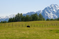 Musk Ox by the Mountains